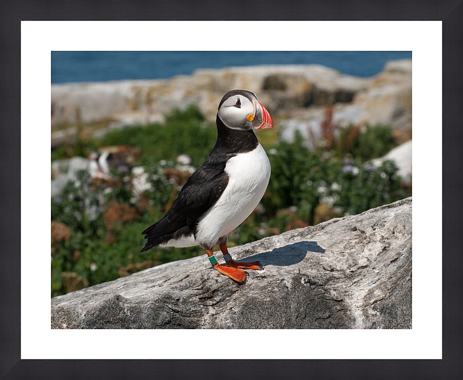 Atlantic Puffin on Machias Seal Island Off Maine Coast  Framed Print Print