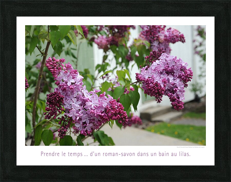 LE BAIN DE LILAS Picture Frame print