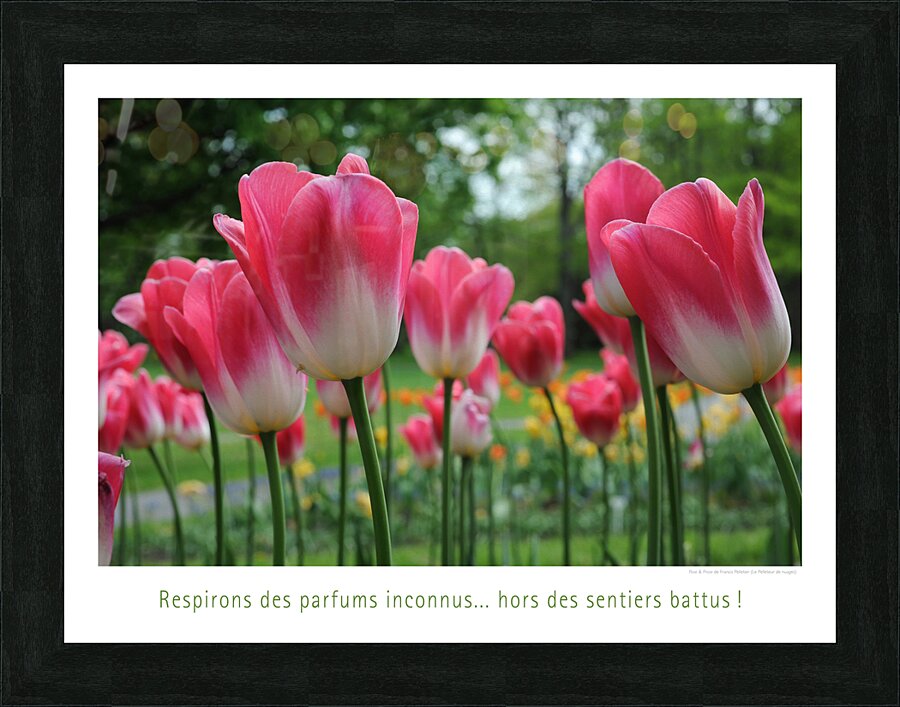 OSE Picture Frame print