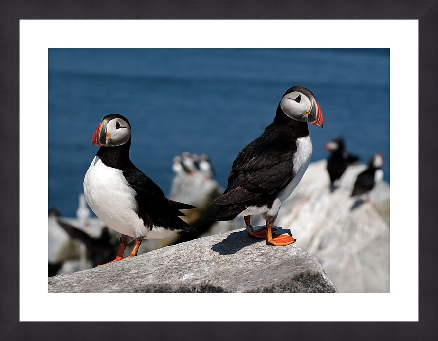 Two Puffins on Machias Seal Island Off Northern Maine Coast  Framed Print Print