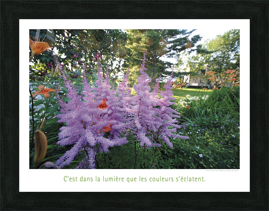LES FLEURS D ARTIFICES Picture Frame print