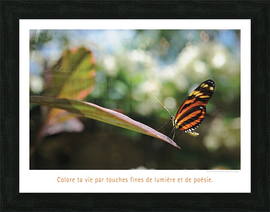 COLORE TA VIE Picture Frame print
