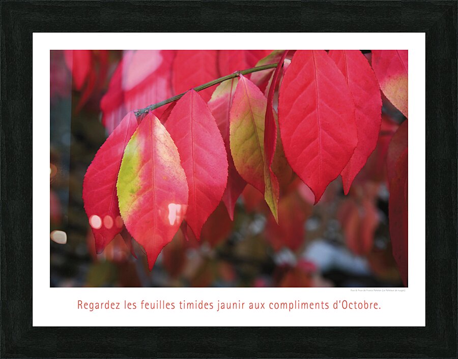 UN ARBRE TIMIDE  Picture Frame print