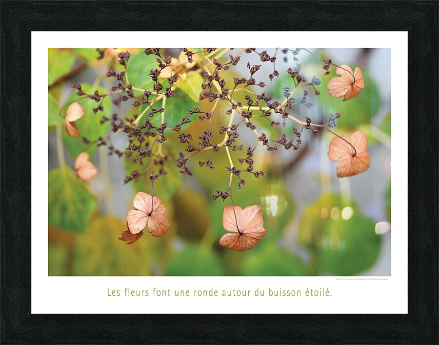 LE BUISSON ETOILEE Picture Frame print