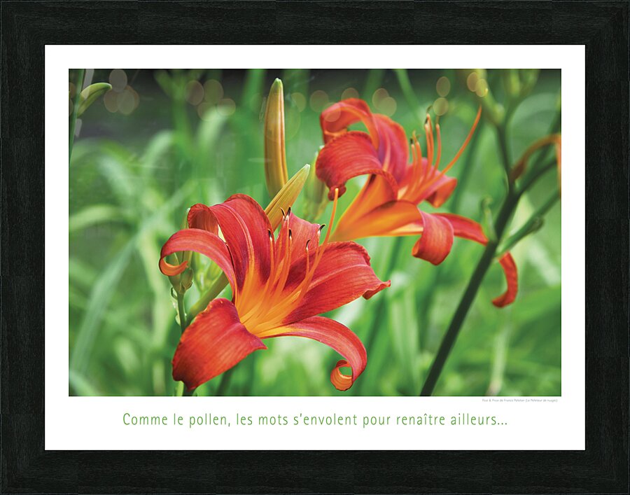 LES MOTS VOLANTS Picture Frame print