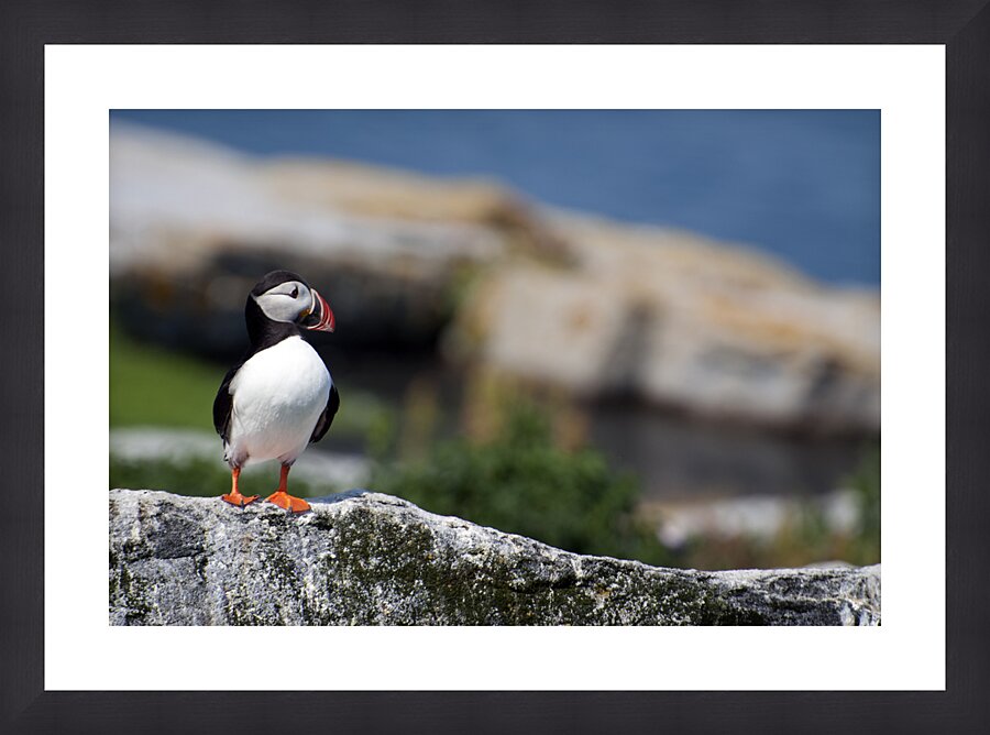 Atlantic Puffin Standing Alone Off the Coast of Northern Maine  Framed Print Print