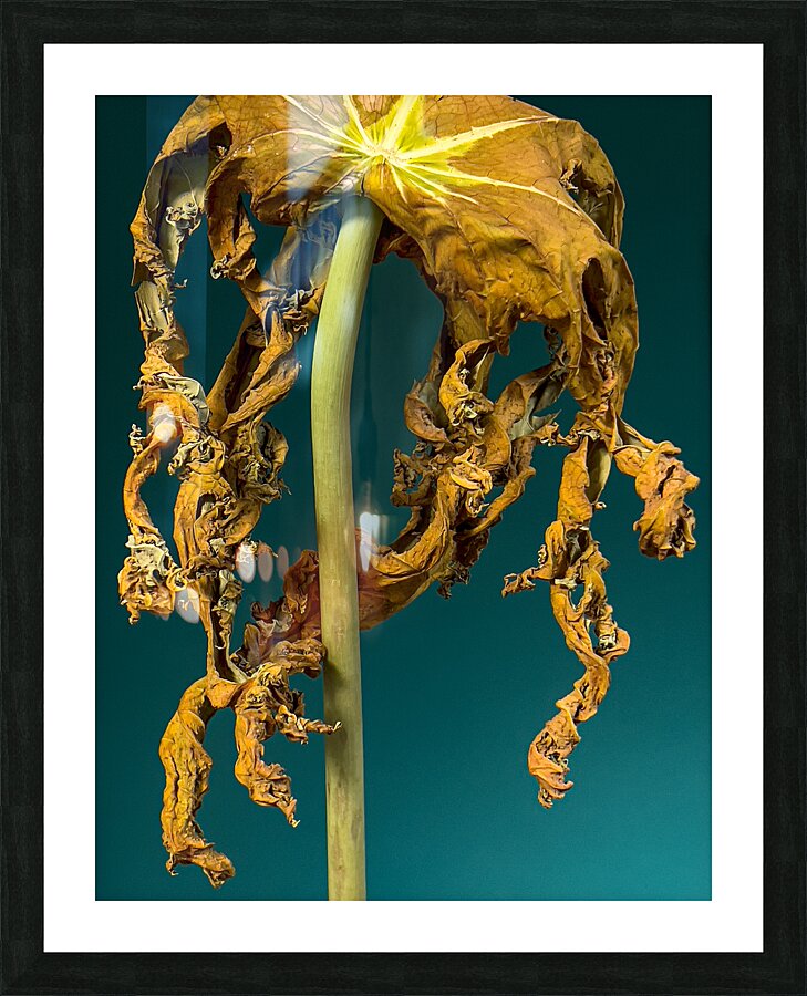 Papaya dangle Picture Frame print