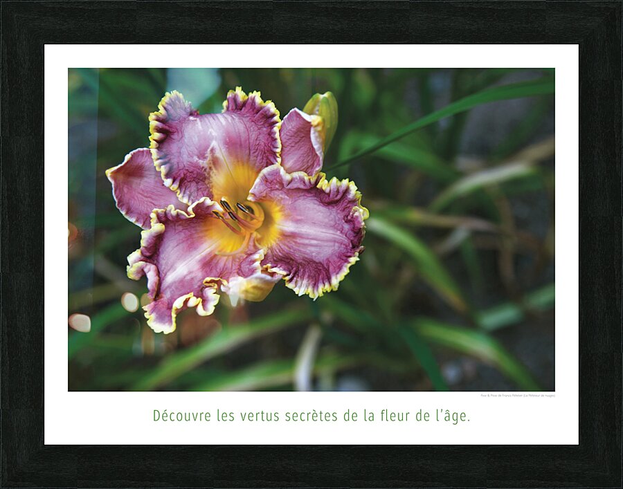 LA FLEUR DE L AGE Picture Frame print