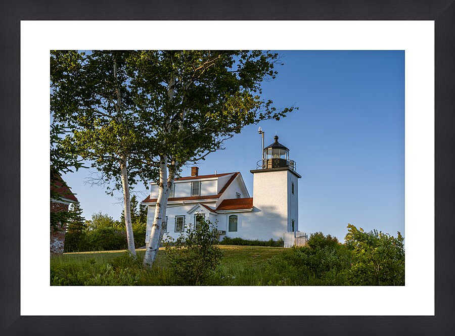 Birch Trees by Fort Point Lighthouse in Midcoast Maine Picture Frame print