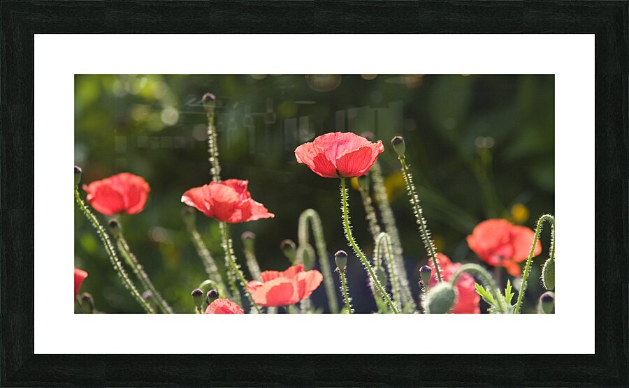 Poppies Ablaze Picture Frame print