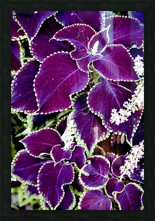 Deep Purple Magic Picture Frame print