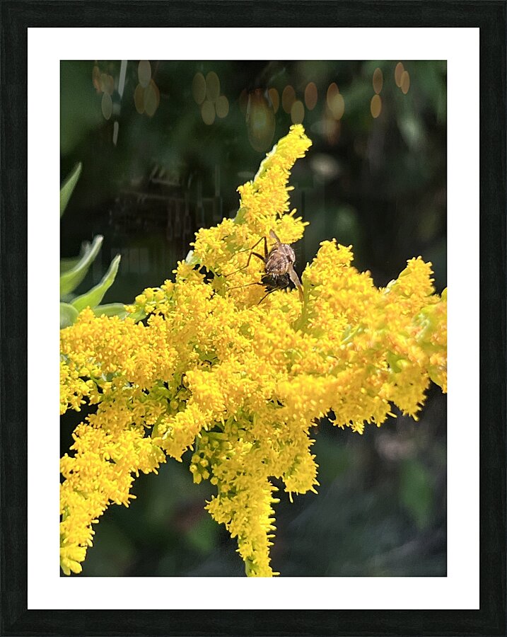 Yellow in spring  Picture Frame print