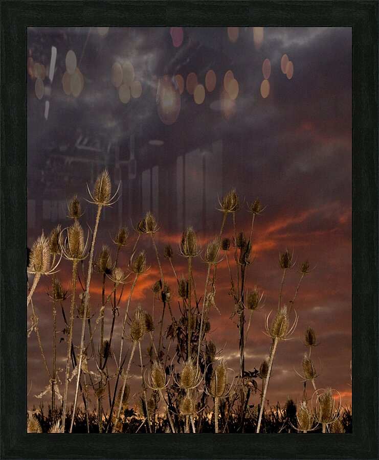 Thistles in a Fire Sky Picture Frame print