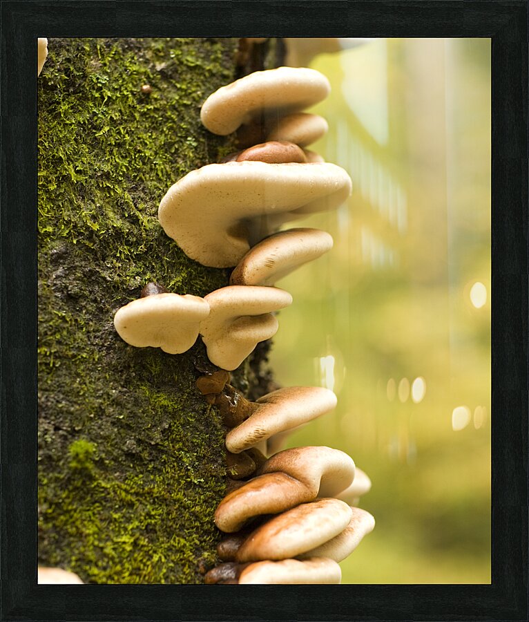 FunGuys Picture Frame print