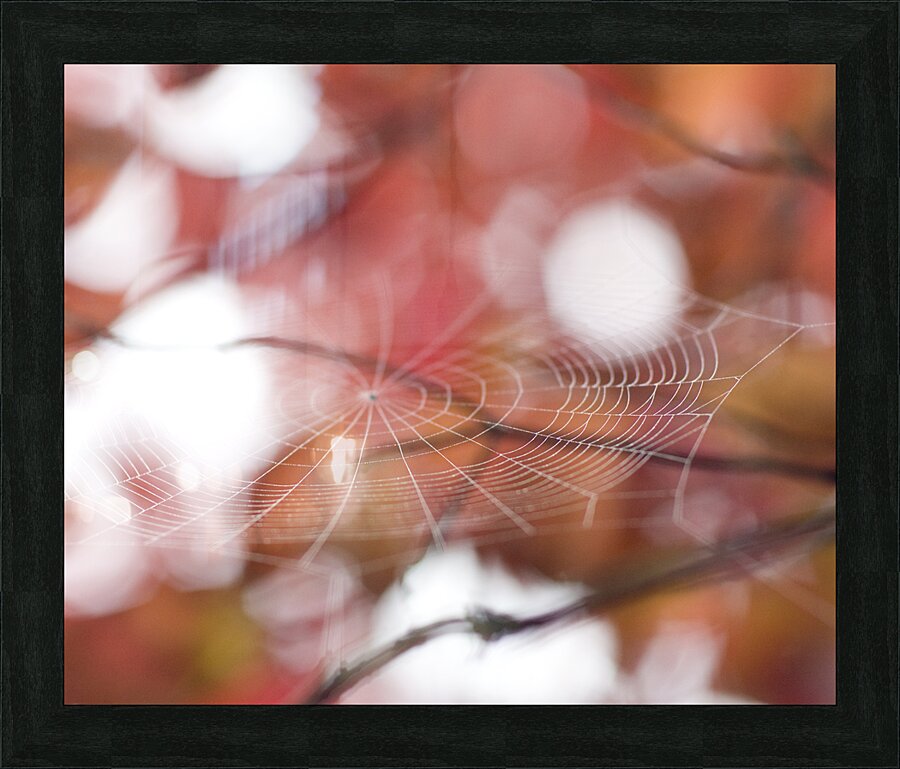 SearchingTheWeb Picture Frame print