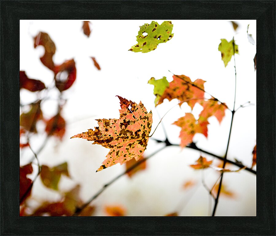 Falling For You 2 Picture Frame print