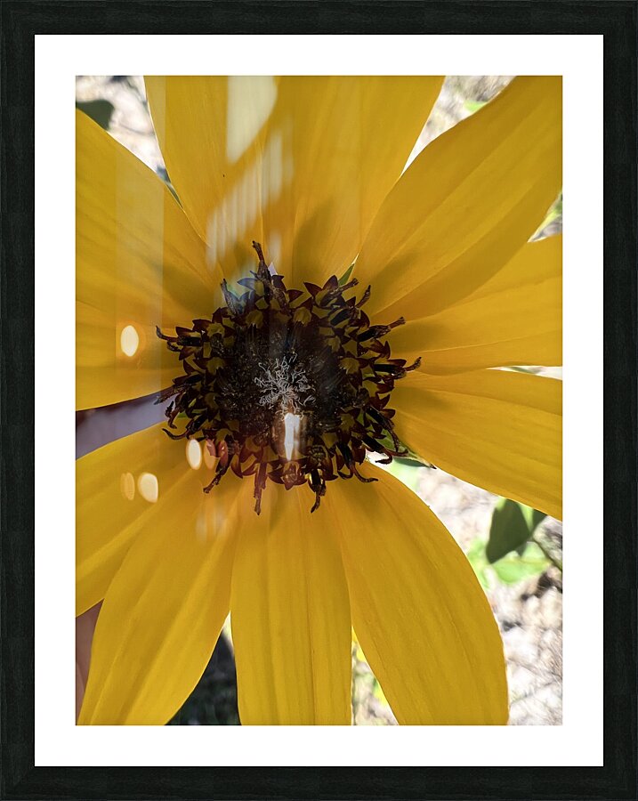 Sunflower  Picture Frame print