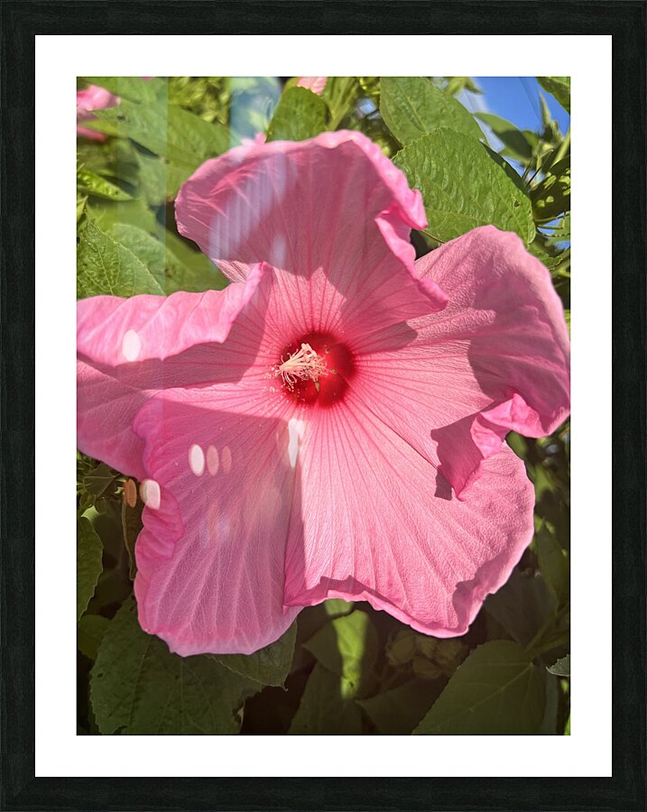 Pretty in pink Picture Frame print