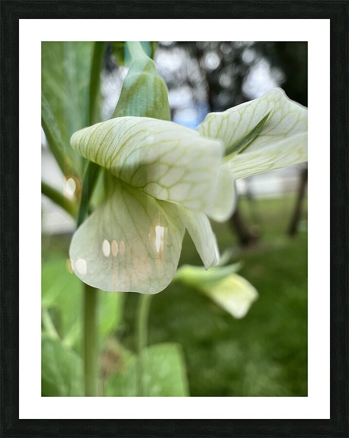Budding in spring  Picture Frame print