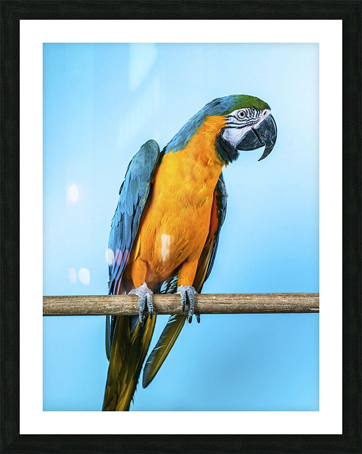  Fine Art print