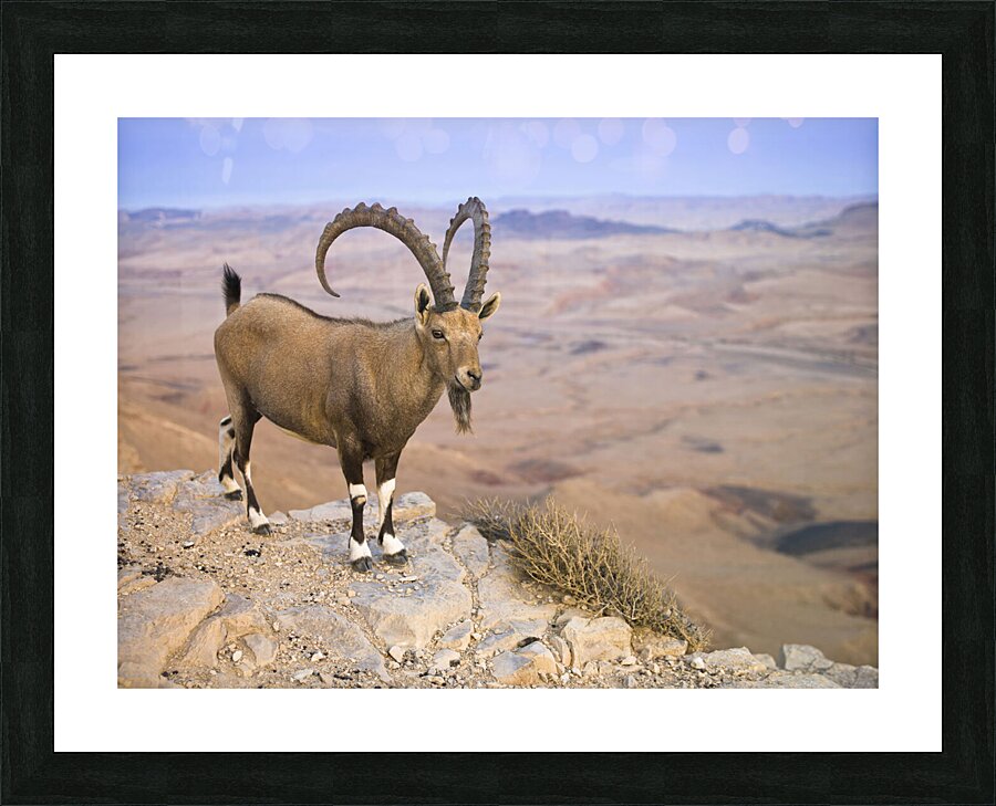  Fine Art print