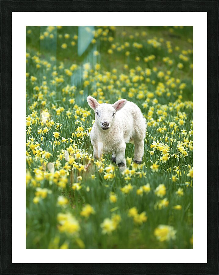  Fine Art print