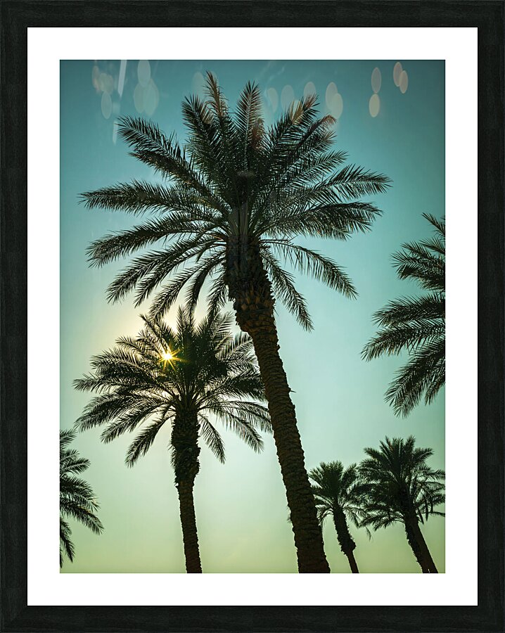 Tall Palms  Framed Print Print