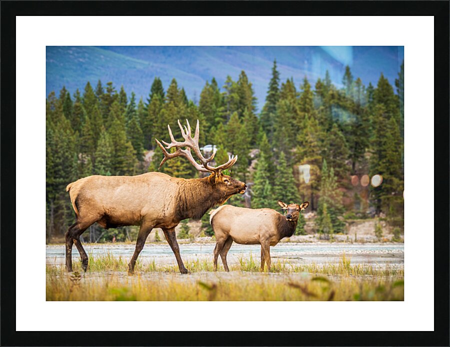  Fine Art print