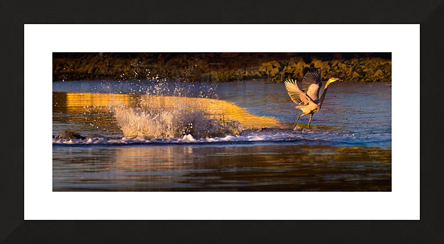 Surprise Porpoise Heron Attack Picture Frame print