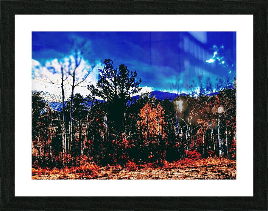 The Secret Forest Picture Frame print