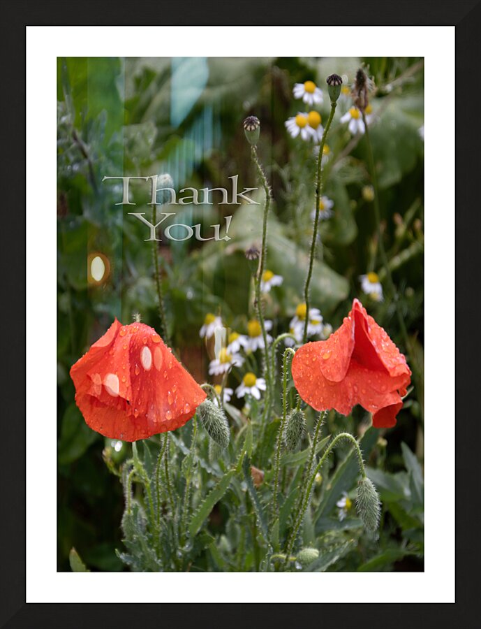 Poppy Thank You Picture Frame print