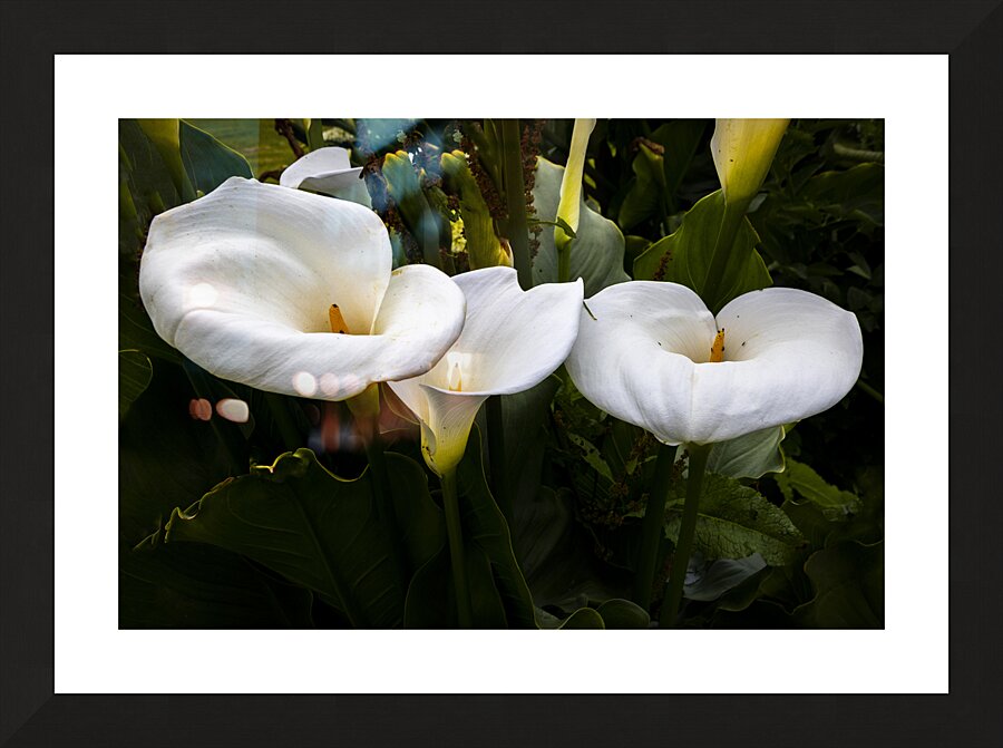 Calla Lily Purity Picture Frame print