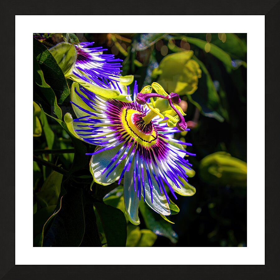 Passion Flower Passiflora  Picture Frame print