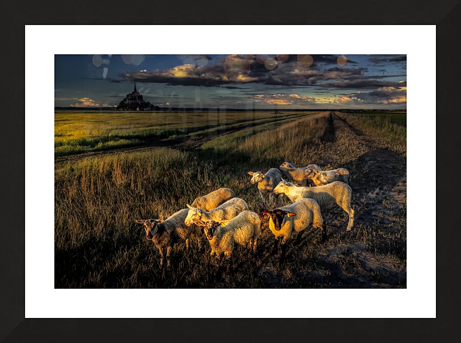 Mont Saint Michel Sheep Picture Frame print