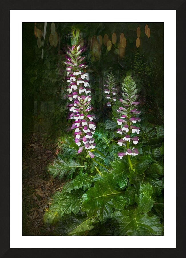 Bear Breeches Acanthus Spinosus Picture Frame print