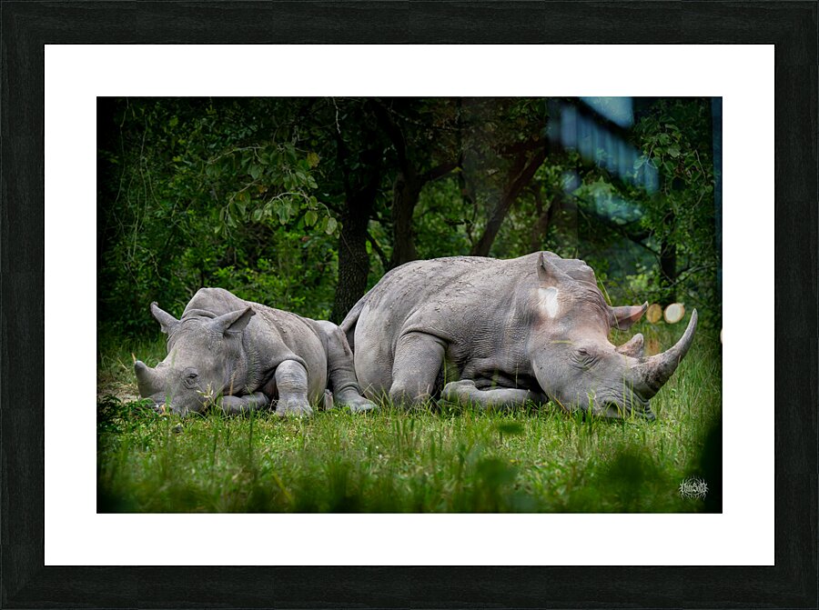 African Siesta Picture Frame print