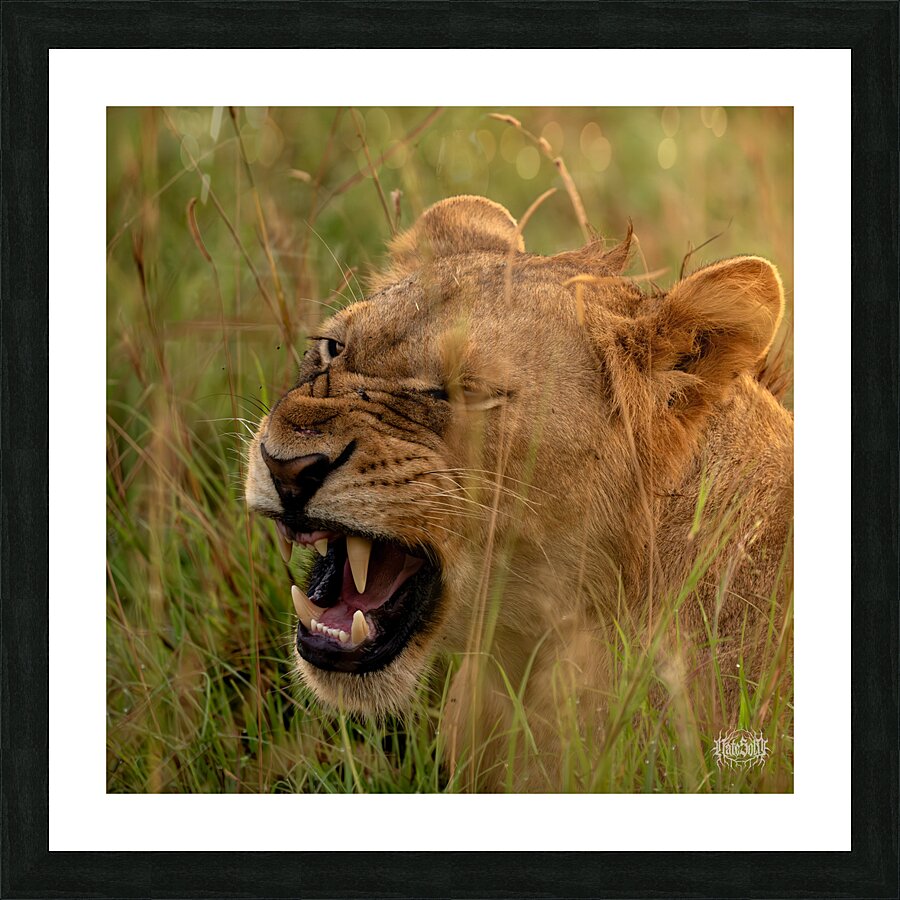 Lion Mode Picture Frame print
