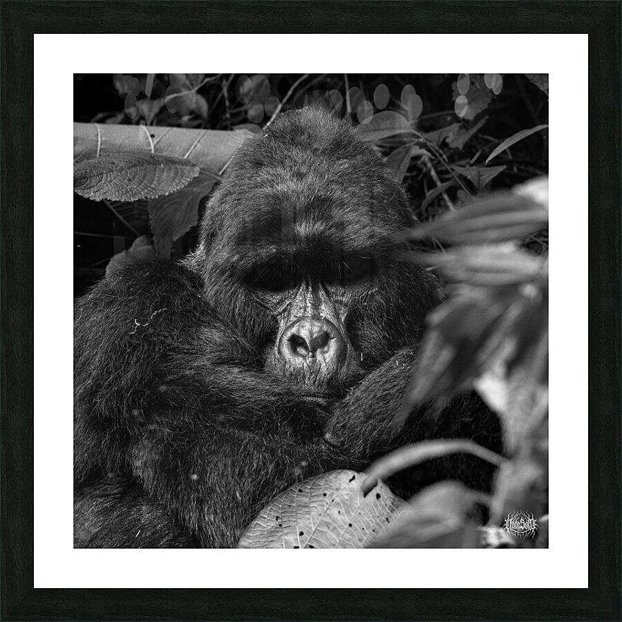 Ragnar of Bwindi Picture Frame print