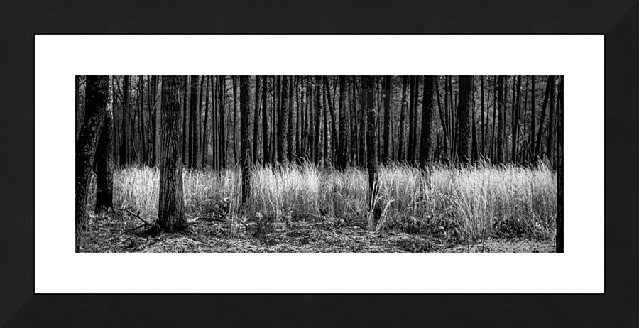 Infrared Forest Picture Frame print