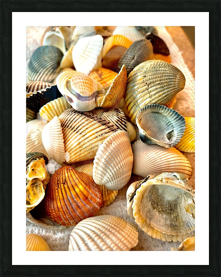 Beachcombing Shells Picture Frame print