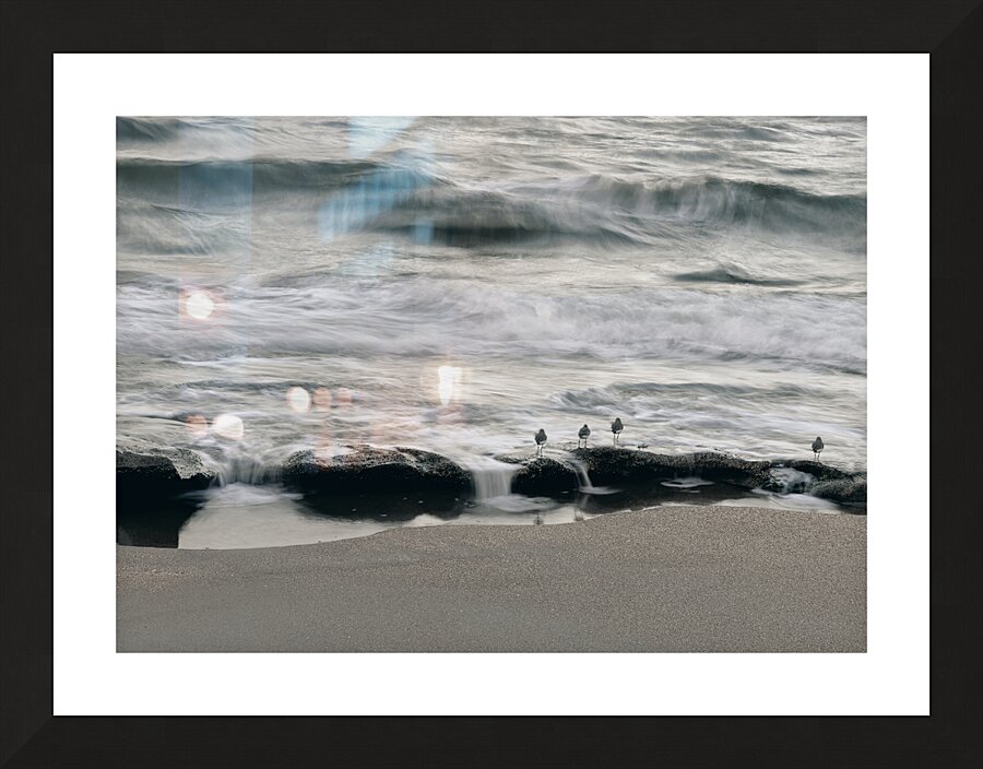 Coquina Beach Birds Palm Coast Florida Picture Frame print