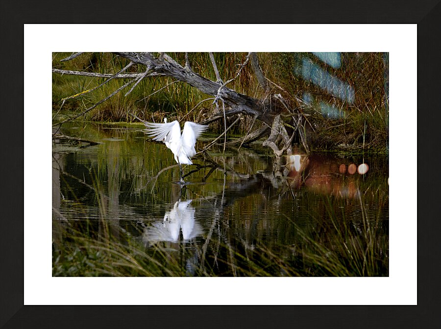 Florida Park White Heron Take Off Picture Frame print
