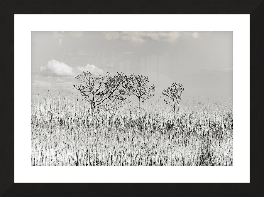 Blowing in the Winds Picture Frame print