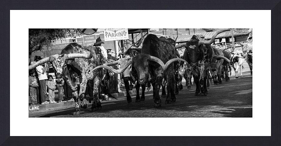stockyard cattle drive  panoramic 803 Drive 13k.j Picture Frame print