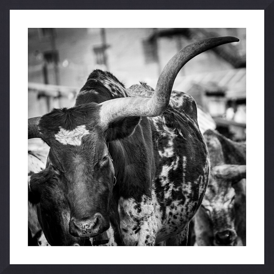 long horn of a texas longhorn  square 2129 Horn 1 Picture Frame print