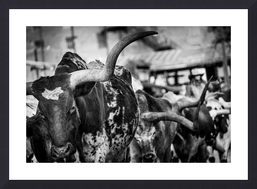 long horn of a texas longhorn  horizontal 2129 Ho Picture Frame print