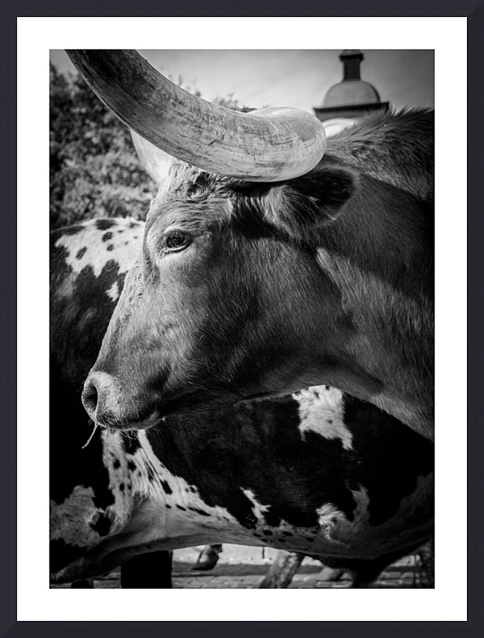 texas longhorn  vertical 817 Steer 13k Picture Frame print
