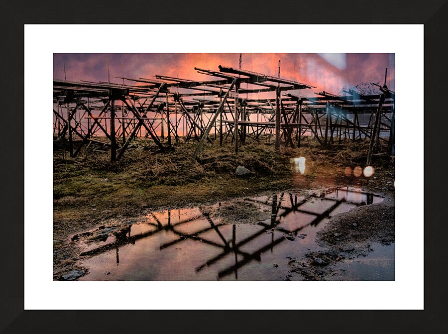 Norwegian Cod Drying Racks at Sunset Picture Frame print