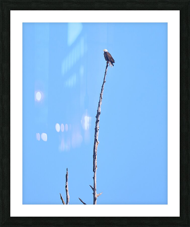 Bald Eagle at Phinizy Swamp   Augusta GA SA100469 Picture Frame print