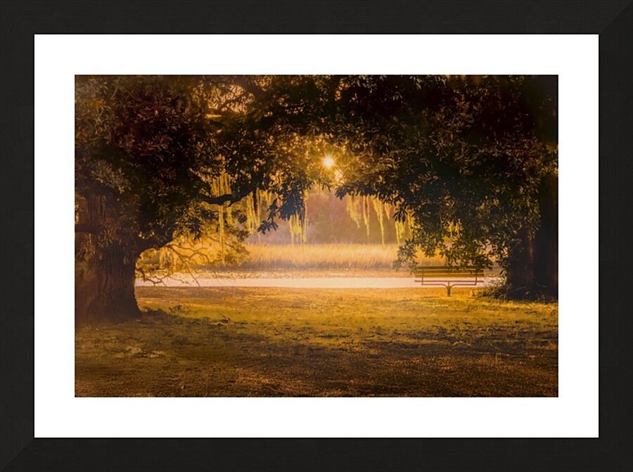 Sunrise Through the Trees Picture Frame print